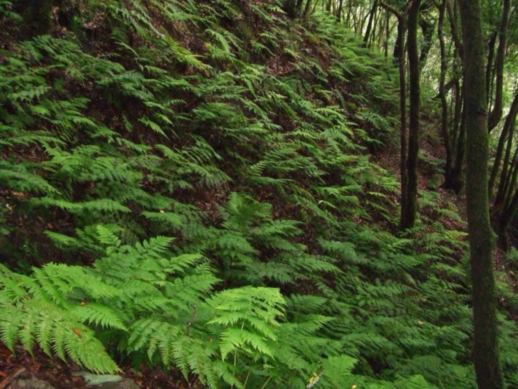 Casa Del Cu Bano A- Biosphere Reserve Taganana Ngoại thất bức ảnh